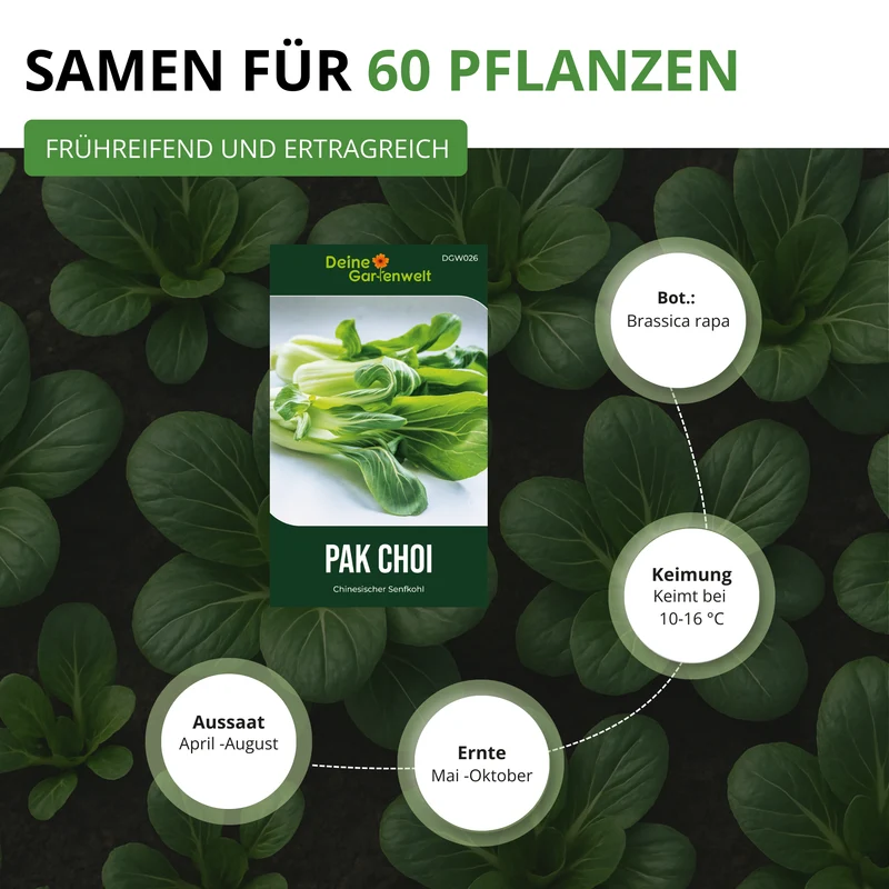 Pak Choi Saatgut
