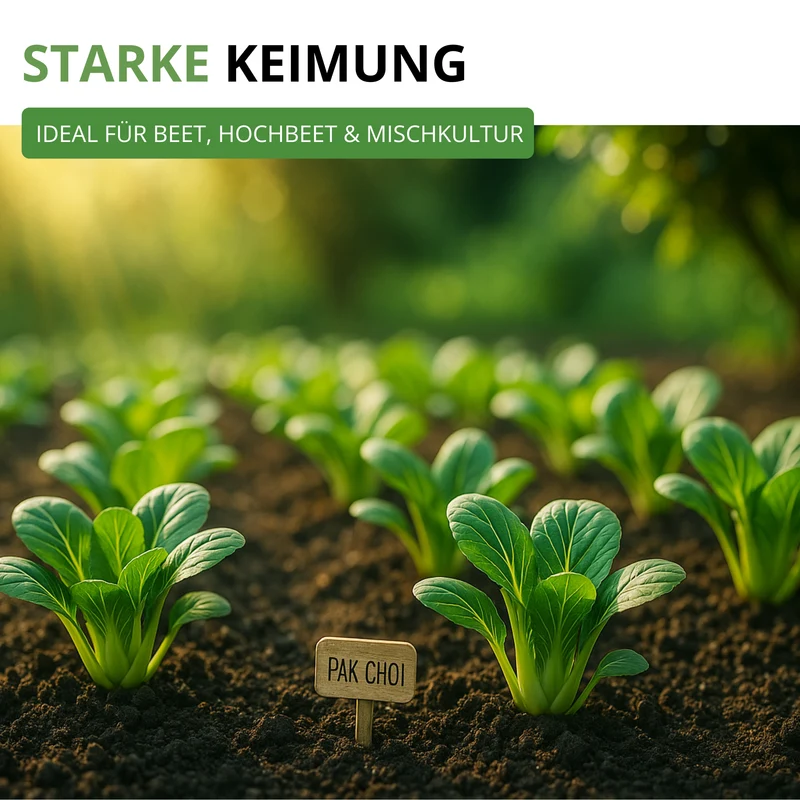 Pak Choi Saatgut