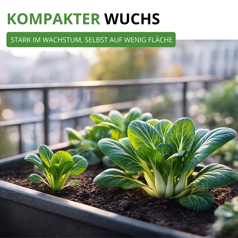Pak Choi Saatgut