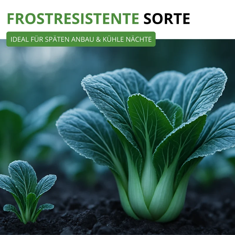Pak Choi Saatgut