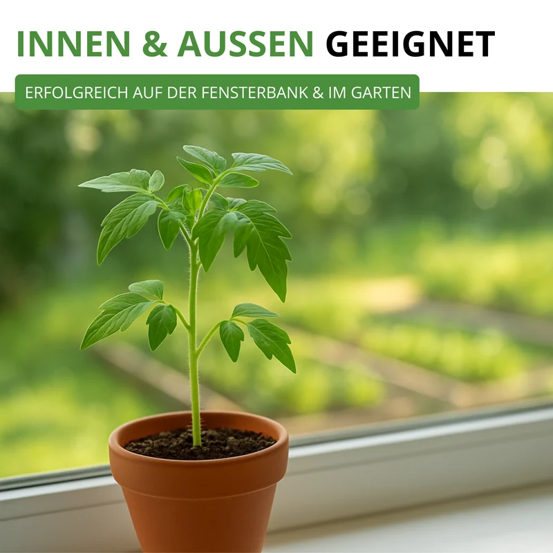 Flaschentomate San Marzano 2 Saatgut