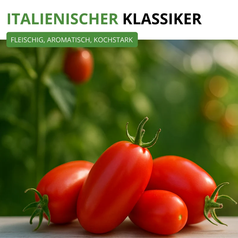 Flaschentomate San Marzano 2 Saatgut