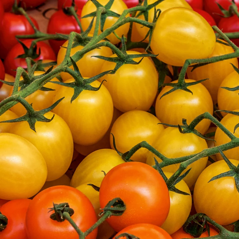 Balkontomate gelb Cereza Amarilla Saatgut