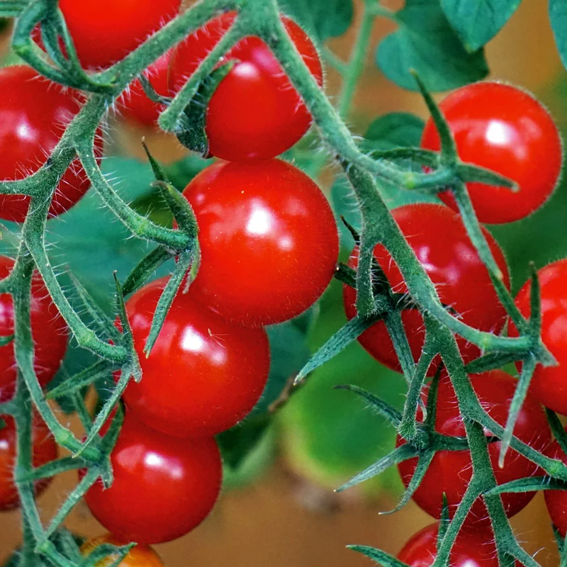 Balkontomate rot Balkonzauber Saatgut