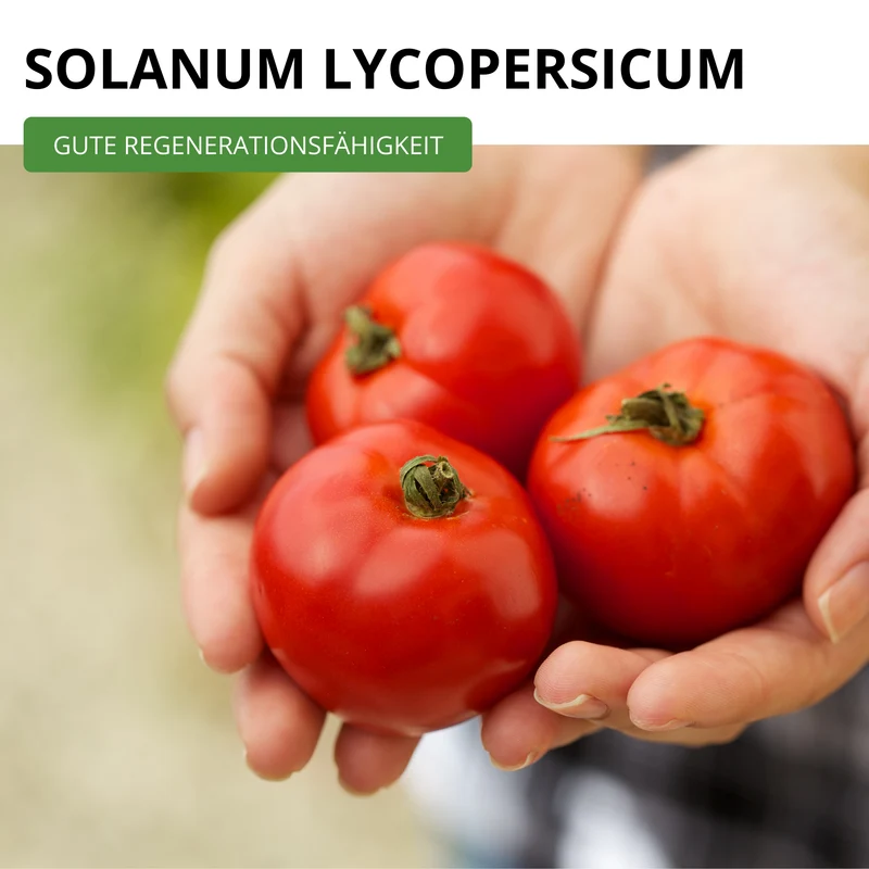 Stabtomate Harzfeuer F1 Saatgut
