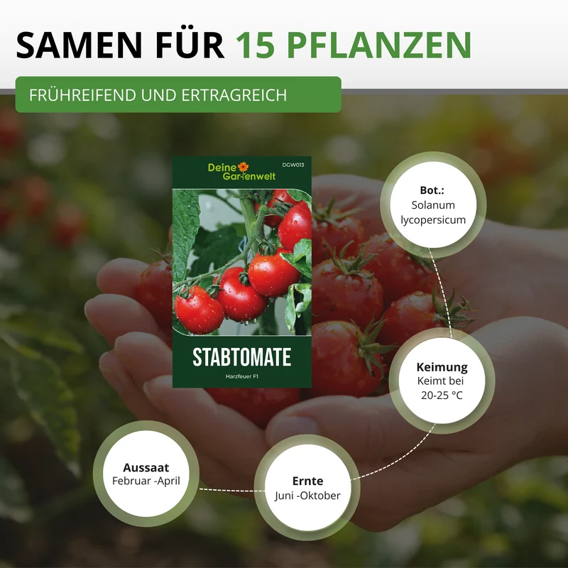 Stabtomate Harzfeuer F1 Saatgut