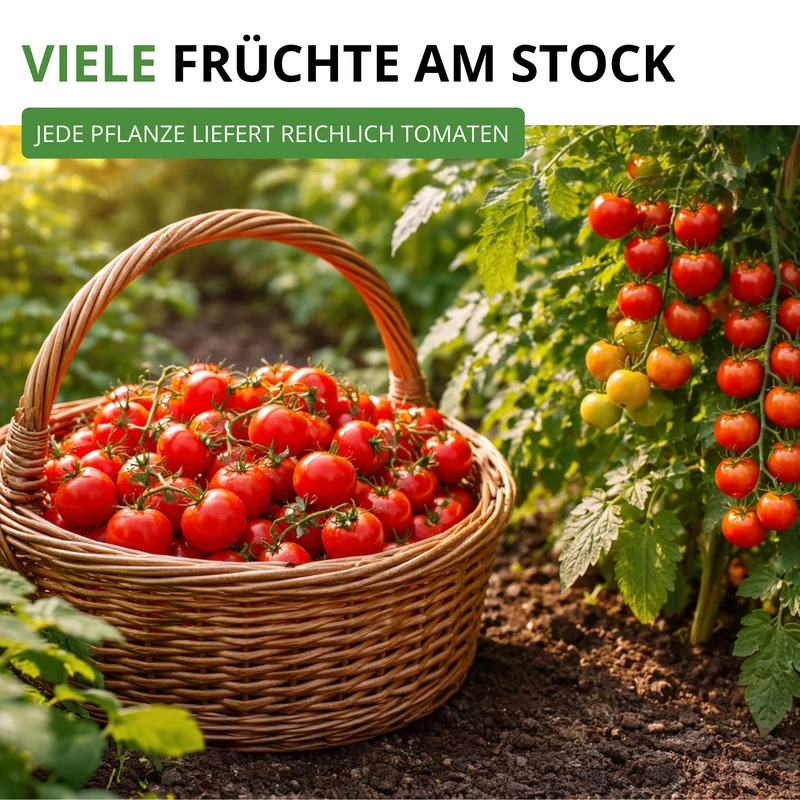 Stabtomate Harzfeuer F1 Saatgut