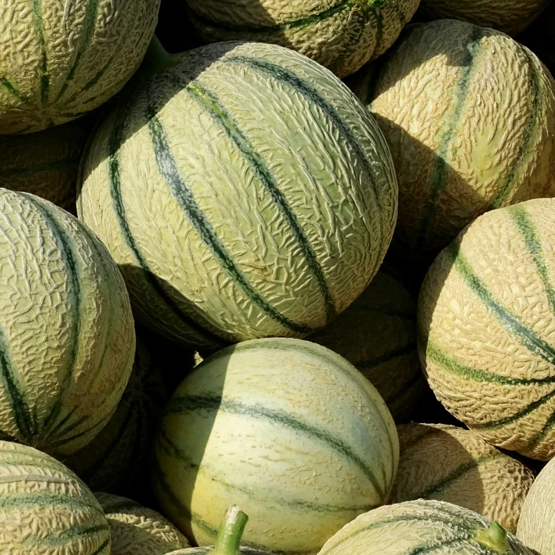 Zuckermelone Charentais Saatgut