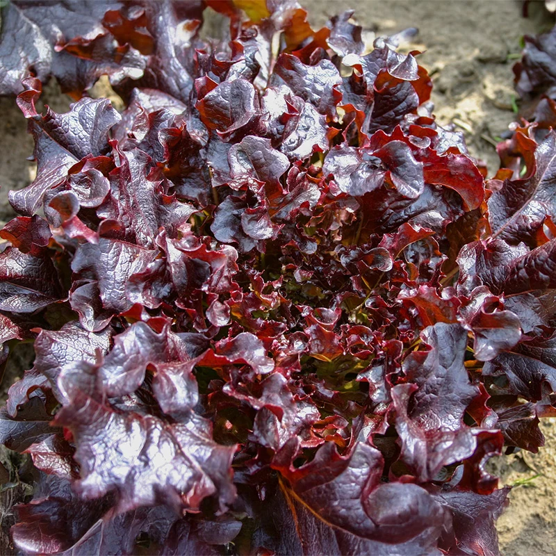 Eichblattsalat - Red Salad Bowl