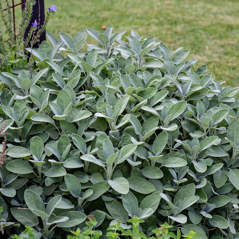 Salbei
