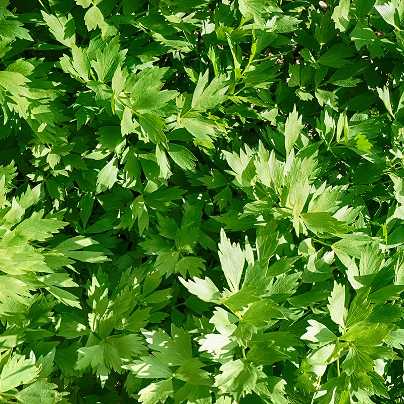 Maggikraut