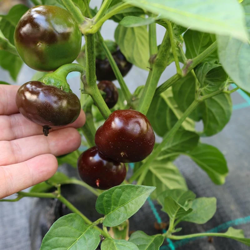 Paprika - Yola