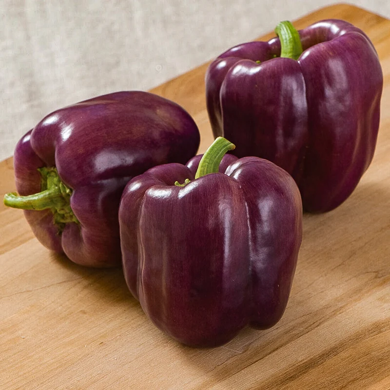 Paprika - Purple Bell