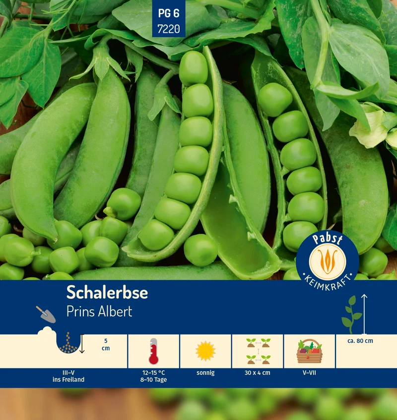 Schalerbse Prins Albert Saatgut