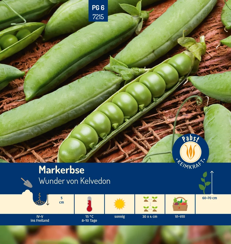Markerbse Wunder von Kelvedon Saatgut