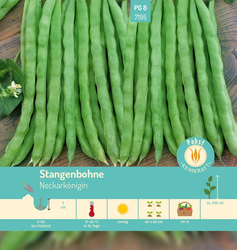 Stangenbohne Neckarkönigin Saatgut