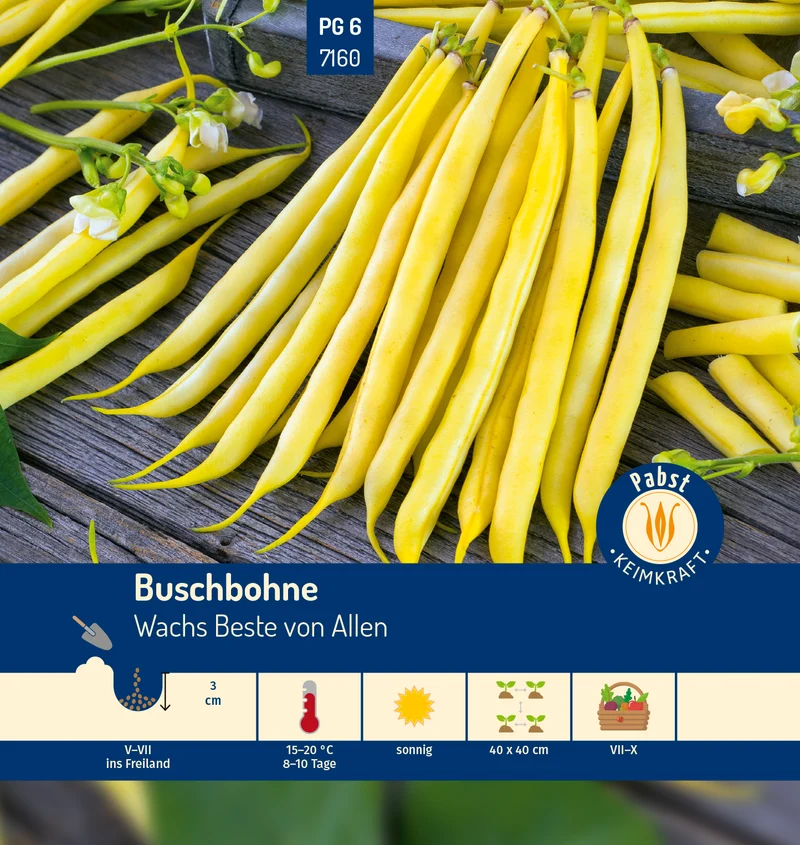 Buschbohne Wachs Beste von Allen Saatgut