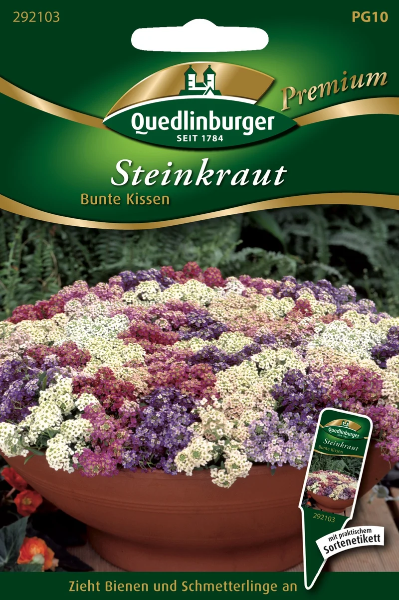 Steinkraut bunte Kissen Saatgut