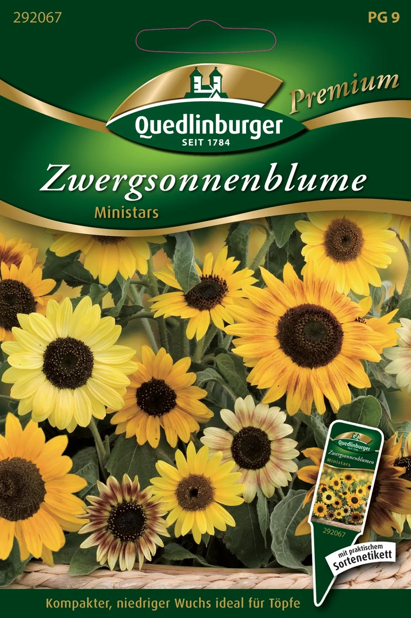 Zwerg Sonnenblumen Ministars Saatgut
