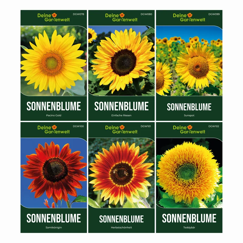 Sonnenblumensamen Set mit 6 Sorten
