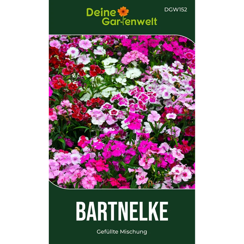 Bartnelke Gefüllte Mischung Saatgut