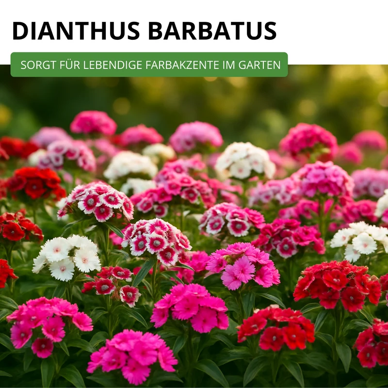 Bartnelke Gefüllte Mischung Saatgut