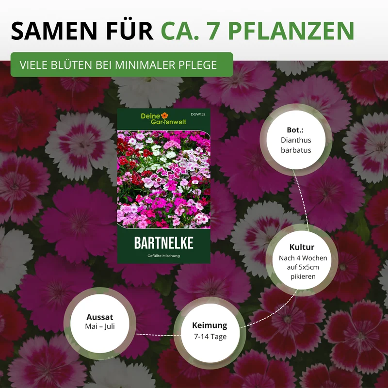 Bartnelke Gefüllte Mischung Saatgut