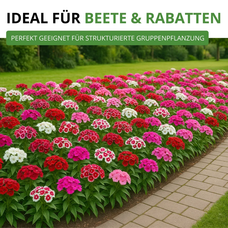 Bartnelke Gefüllte Mischung Saatgut
