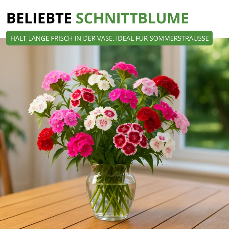Bartnelke Gefüllte Mischung Saatgut