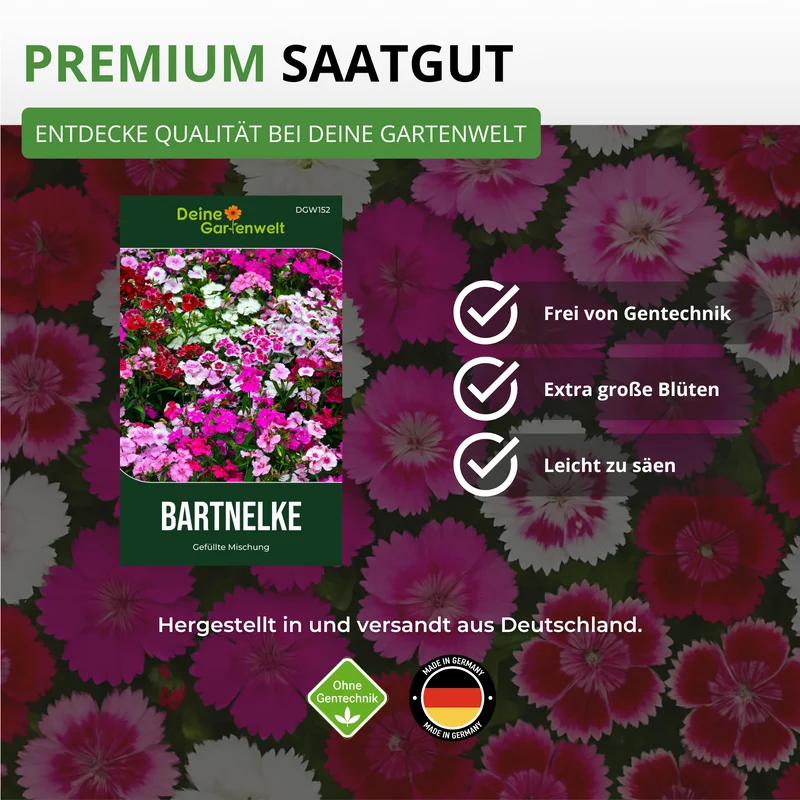 Bartnelke Gefüllte Mischung Saatgut