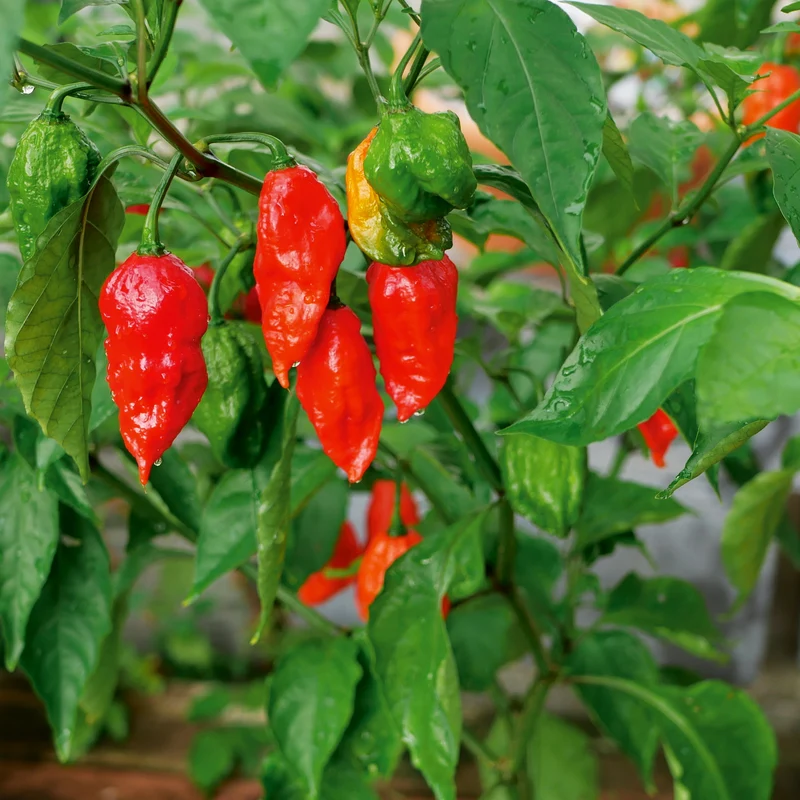 Chili Bhut Jolokia red Saatgut
