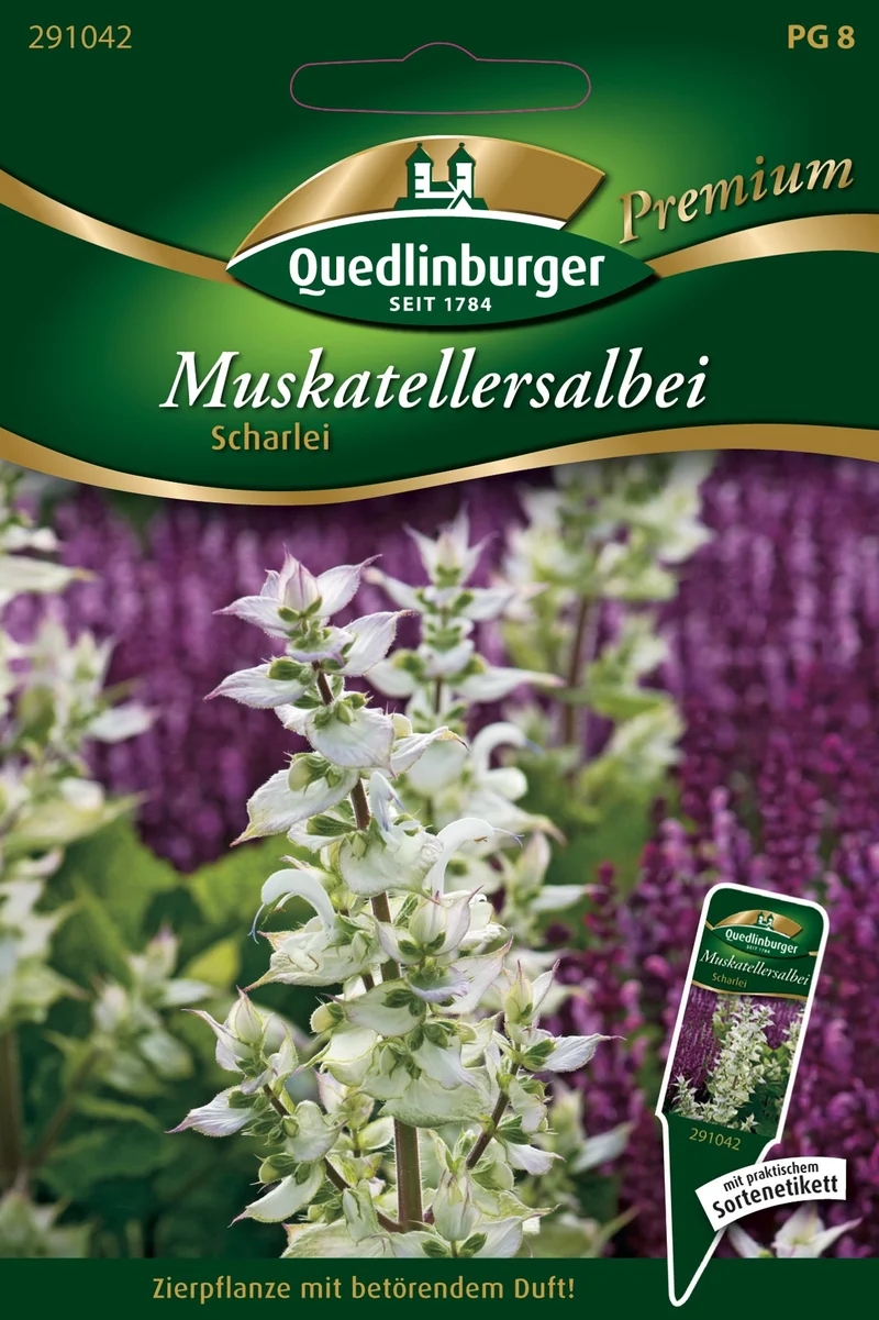 Muskateller Salbei Scharlei Saatgut