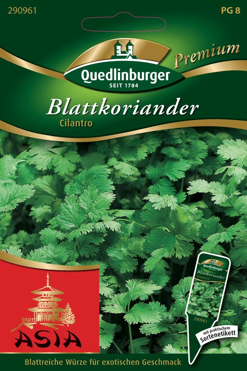 Koriander Blatt Cilantro Saatgut