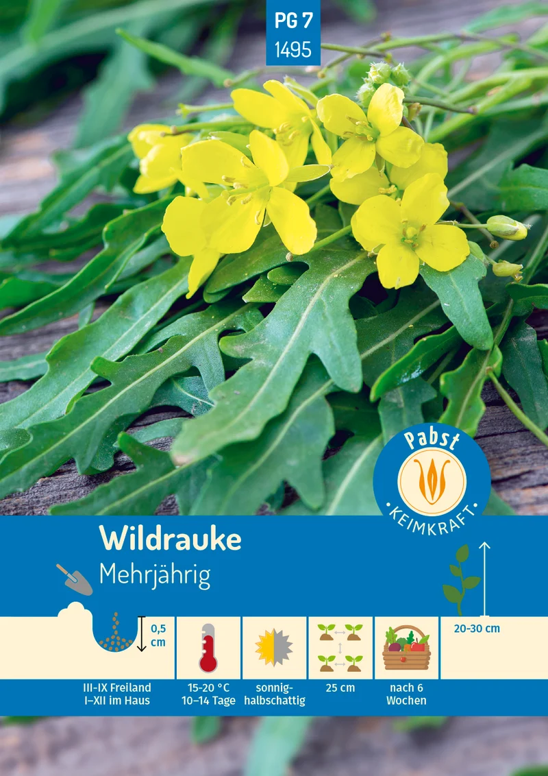 Wildrauke Rucola Saatgut