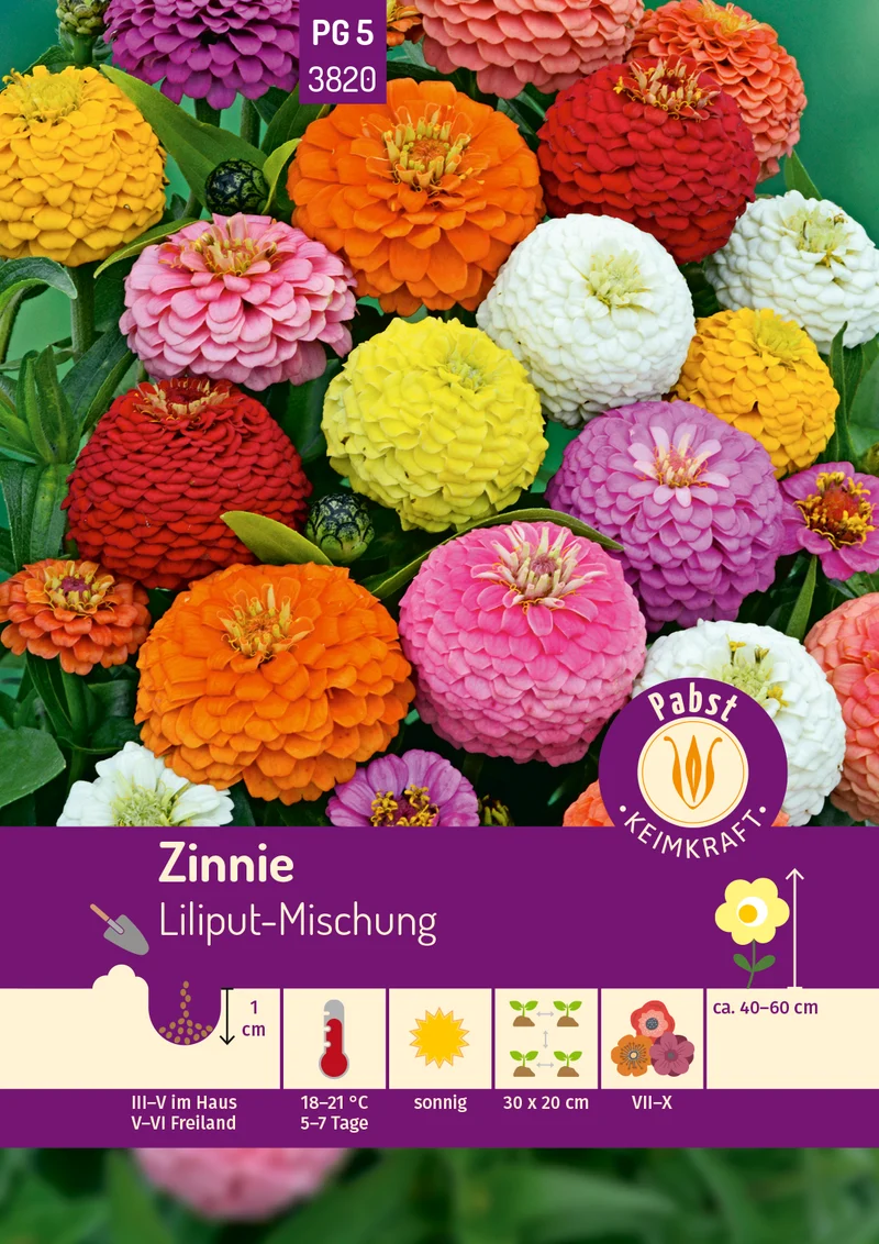 Zinnie Liliput Mischung Saatgut