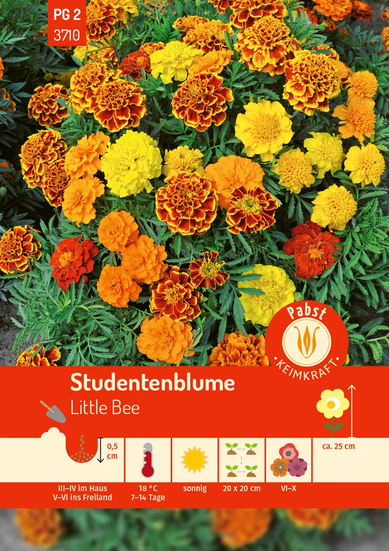 Studentenblume Little Bee Saatgut