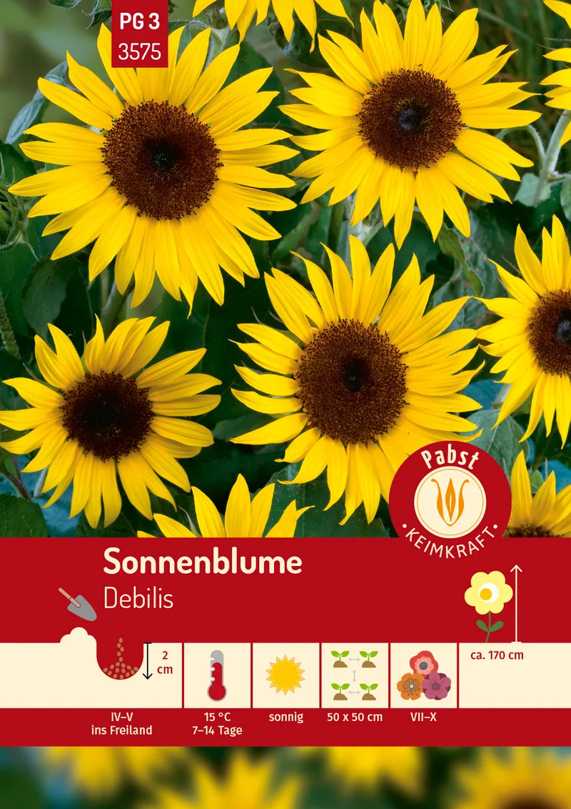 Sonnenblume Debilis Saatgut