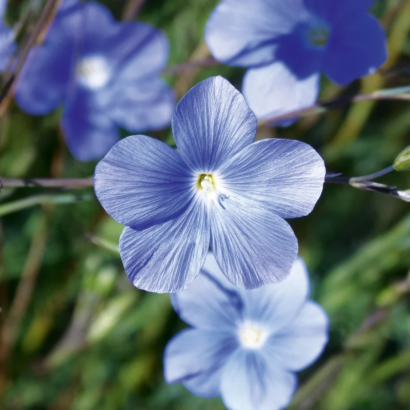Staudenlein blau Saatgut
