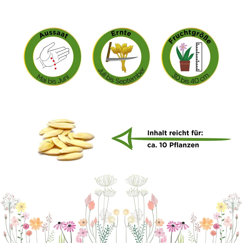 Freilandsalatgurken Chinese Slangen Saatgut