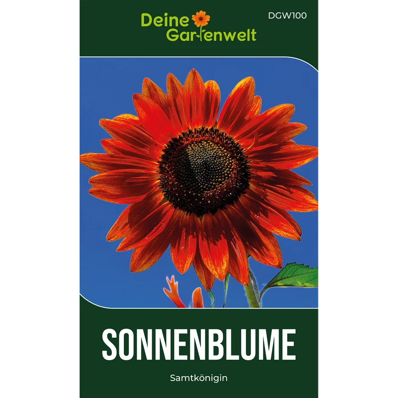 Sonnenblume Samtkönigin Saatgut