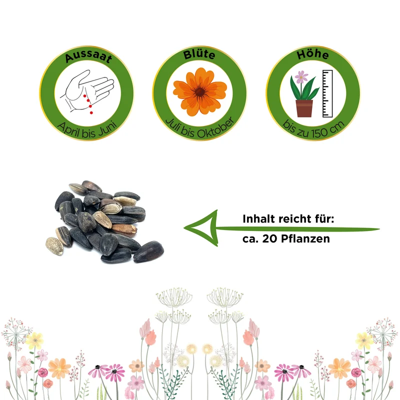 Sonnenblume Samtkönigin Saatgut