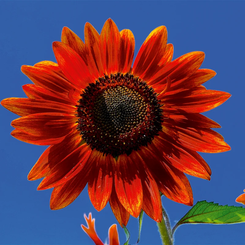 Sonnenblume Samtkönigin Saatgut