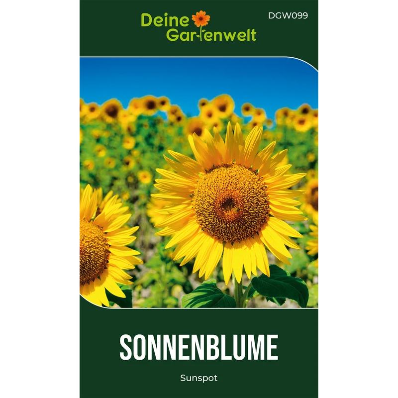 Zwergsonnenblume Sunspot Saatgut