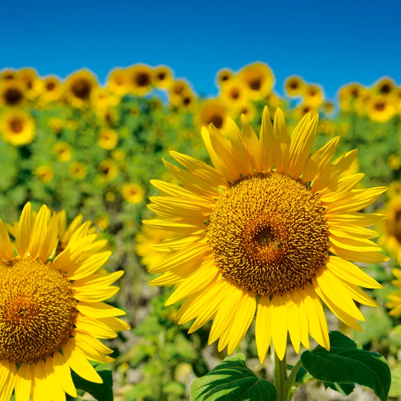Zwergsonnenblume Sunspot Saatgut