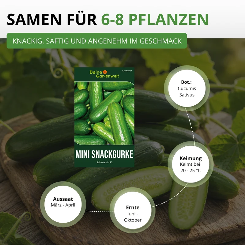 Mini Snackgurke Salamanda F1 Saatgut