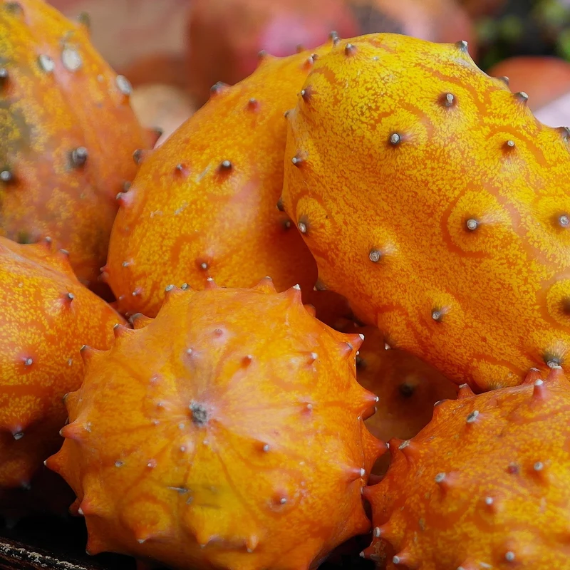 Horngurke Kiwano Saatgut