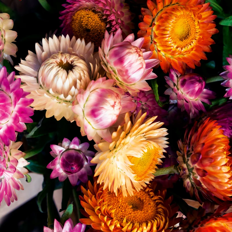 Strohblume gefüllte Mischung Saatgut