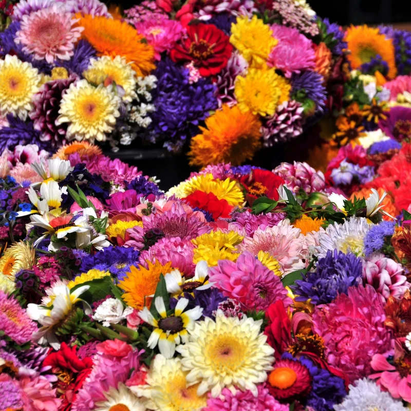 Strohblume gefüllte Mischung Saatgut