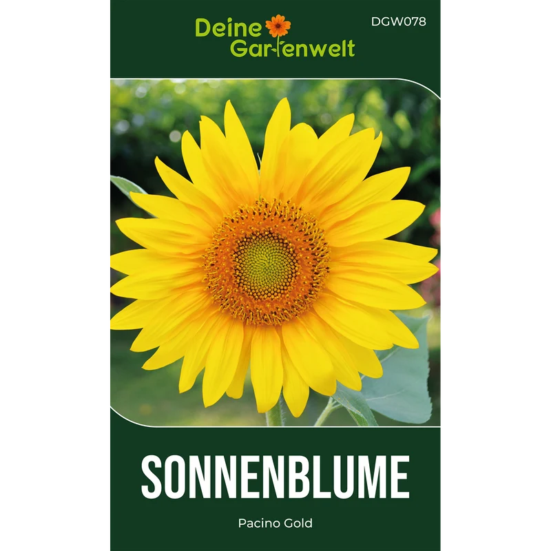 Zwergsonnenblume Pacino Gold Saatgut