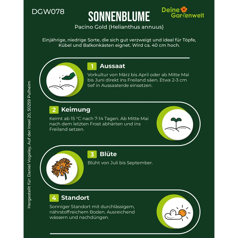 Zwergsonnenblume Pacino Gold Saatgut